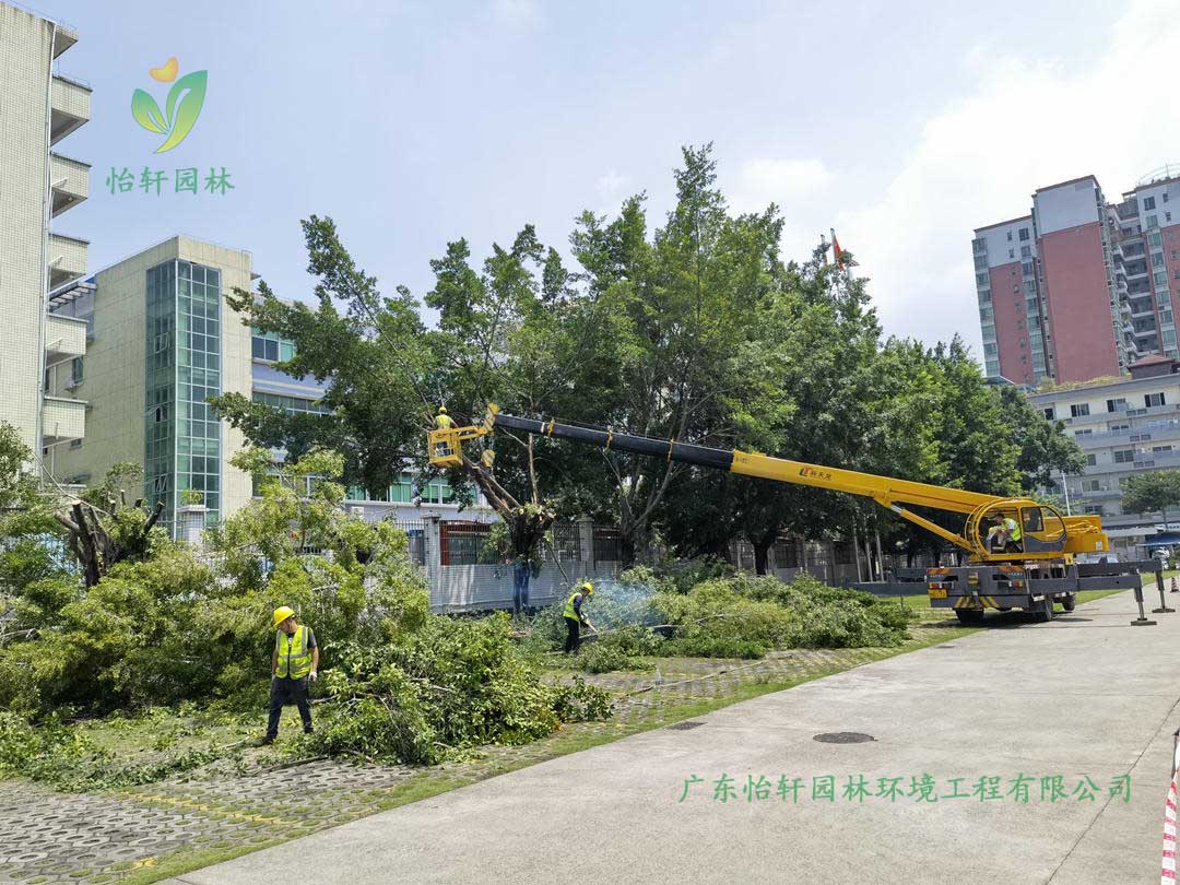 园林绿化公司采用高空吊车修剪榕树