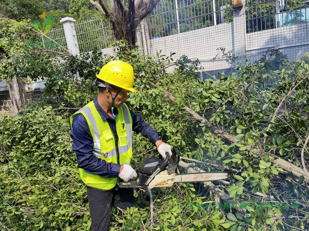 园林绿化公司修剪工人锯掉榕树的树枝