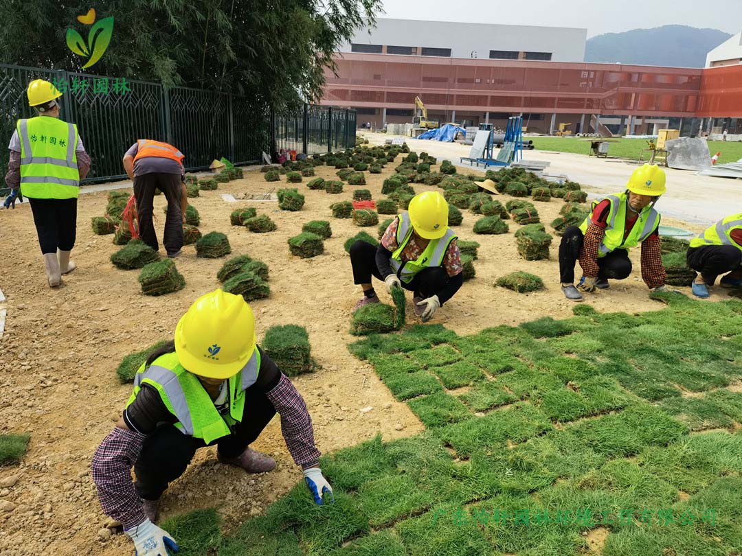 园林绿化公司工人铺草皮